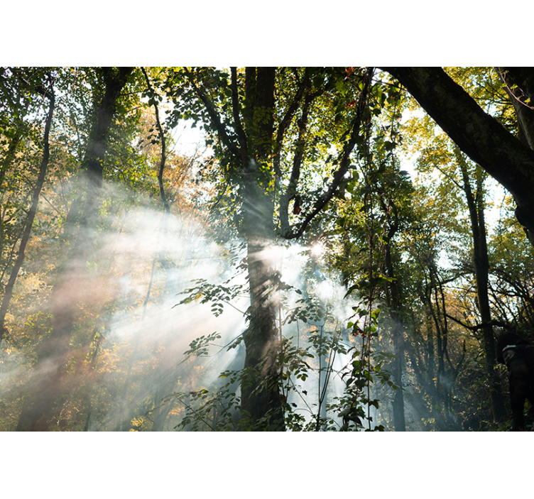 Serene bossfeer foto behang bos - TenStickers