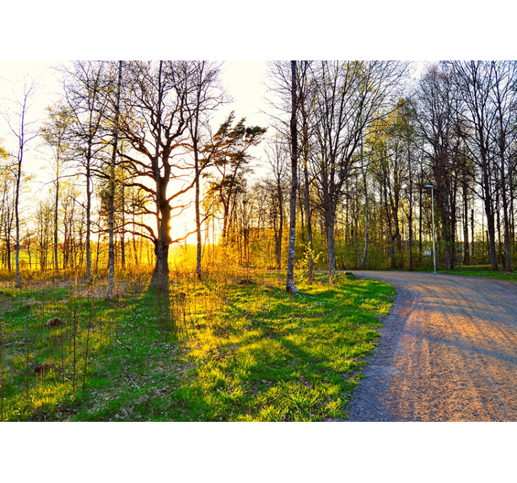 Fotobehang natuur zonovergoten bospaadje - TenStickers
