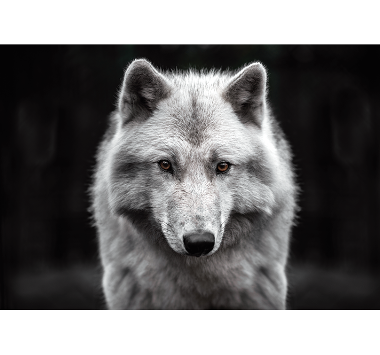 Fotobehang dieren Witte wolf - TenStickers