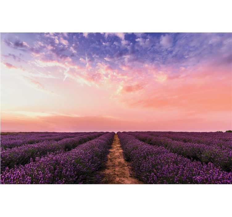 Lavendelveld zonsondergang bloemen foto behang - TenStickers