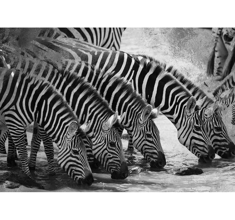 Zebra's drinken water foto behang dieren - TenStickers