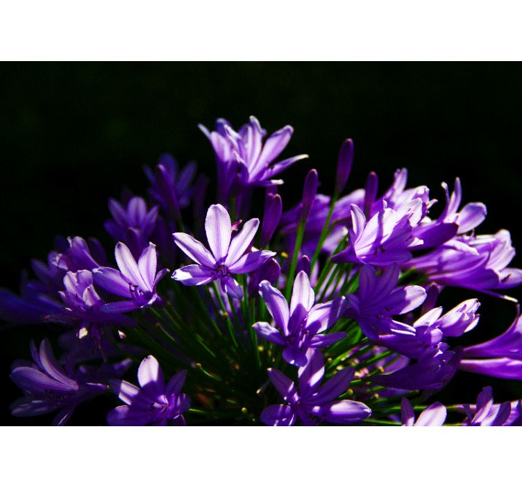 Paarse bloemenschoonheid bloemen foto behang - TenStickers