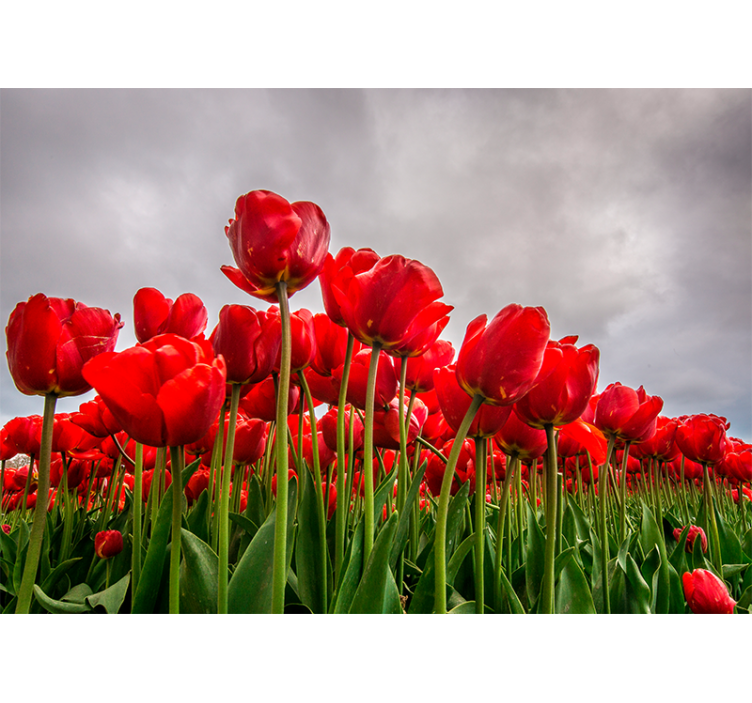 Rood tulpenveld fotobehang klaprozen - TenStickers