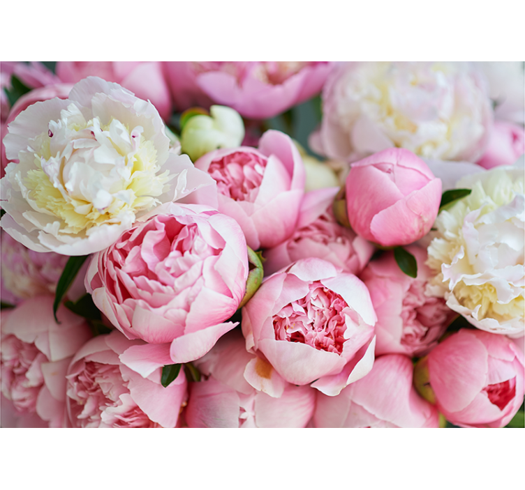 Bloemen foto behang peony bloesem collectie - TenStickers