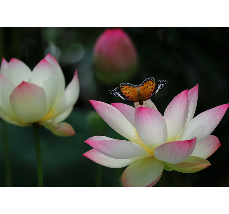 Elegante lotusbloesem bloemen foto behang - TenStickers