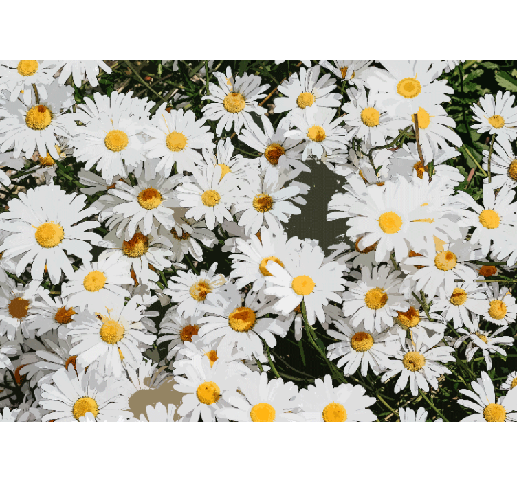 Bloemen foto behang daisy bloesemveld - TenStickers