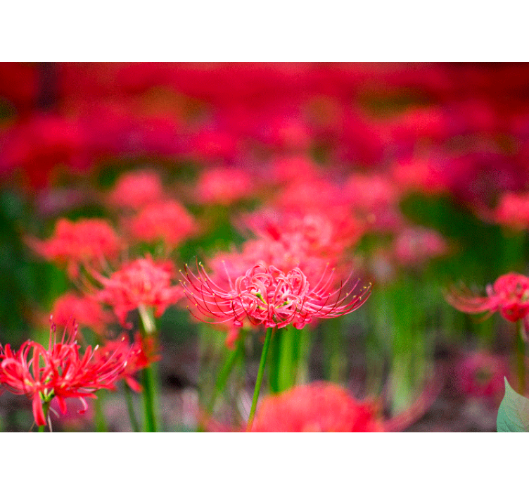 Fotobehang klaprozen levendige scharlaken bloemen - TenStickers