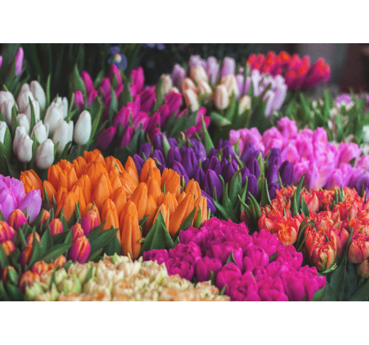 Bloemen foto behang tulpen tuin display - TenStickers