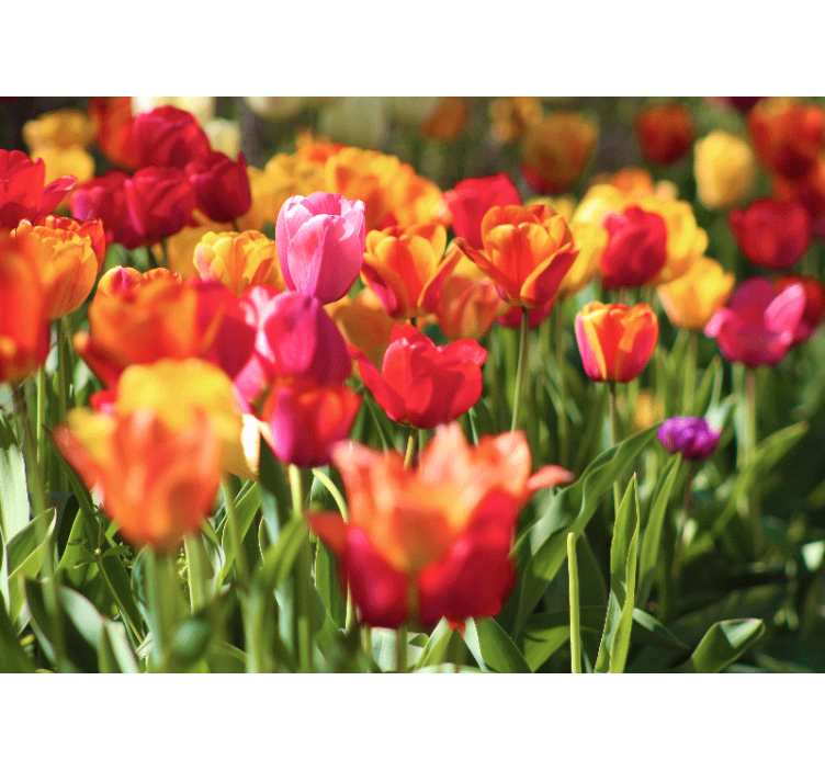 Bloemen foto behang vibrant tulpenveld - TenStickers