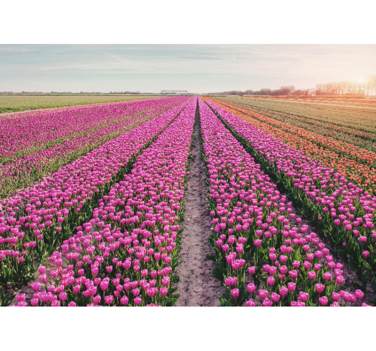 Bloemen foto behang tulpenweide landschap - TenStickers