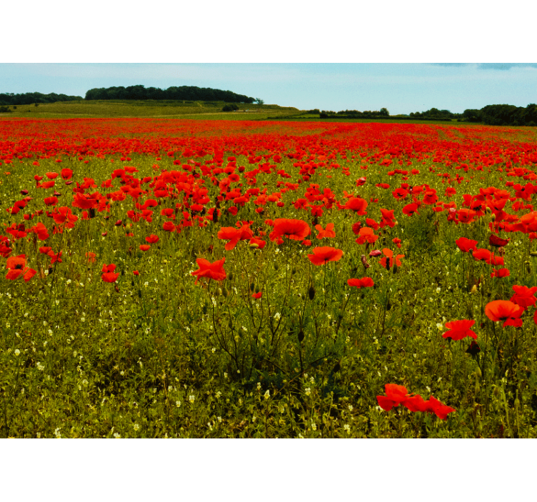 Fotobehang klaprozen vrolijk poppy field - TenStickers