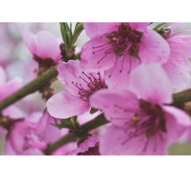 Fotobehang klaprozen stralende roze bloemen - TenStickers