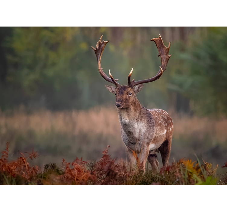 Foto behang dieren majestueuze herten aanwezigheid - TenStickers