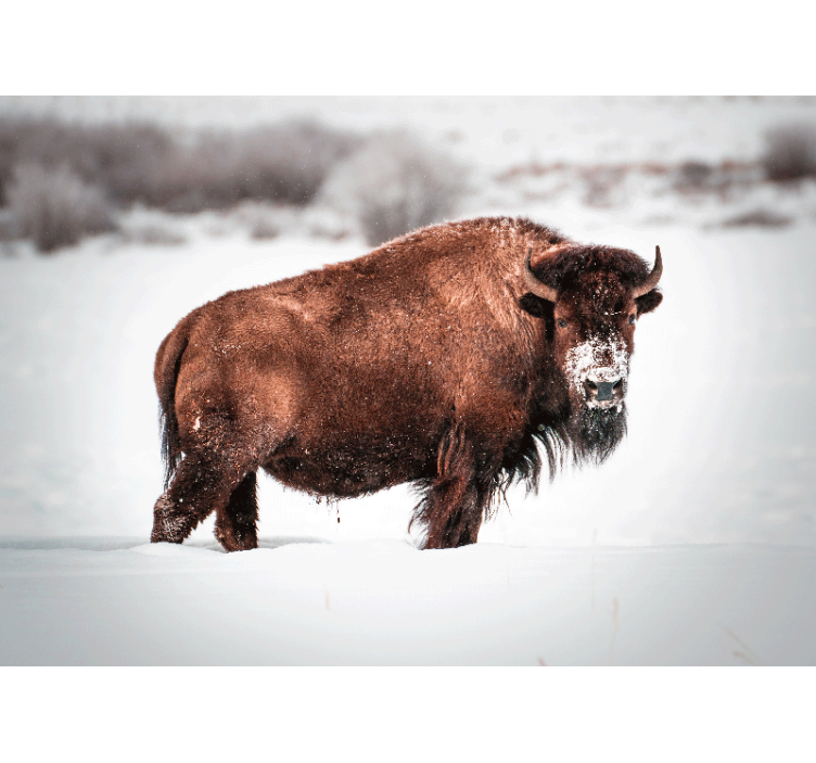 Foto behang dieren majestueuze bison houding - TenStickers