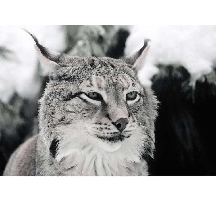 Foto behang dieren lynx met intense blik - TenStickers