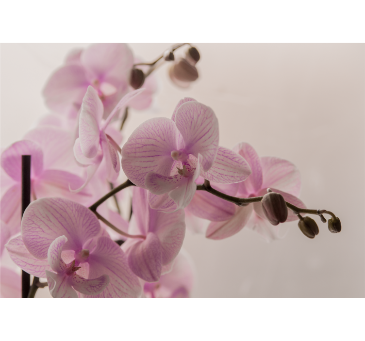 Fotobehang orchideeën delicate bloesems - TenStickers