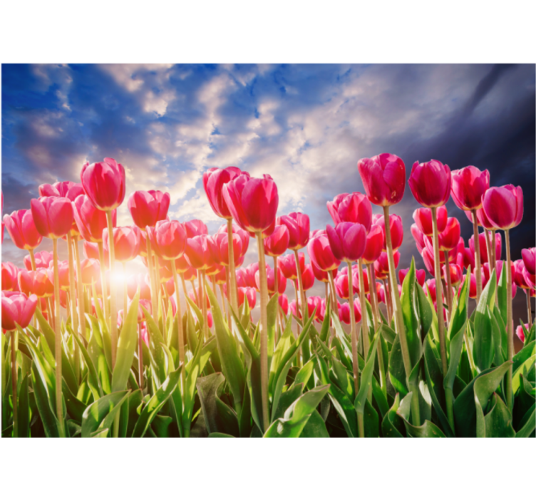 Bloemen foto behang stralend tulpenveld - TenStickers