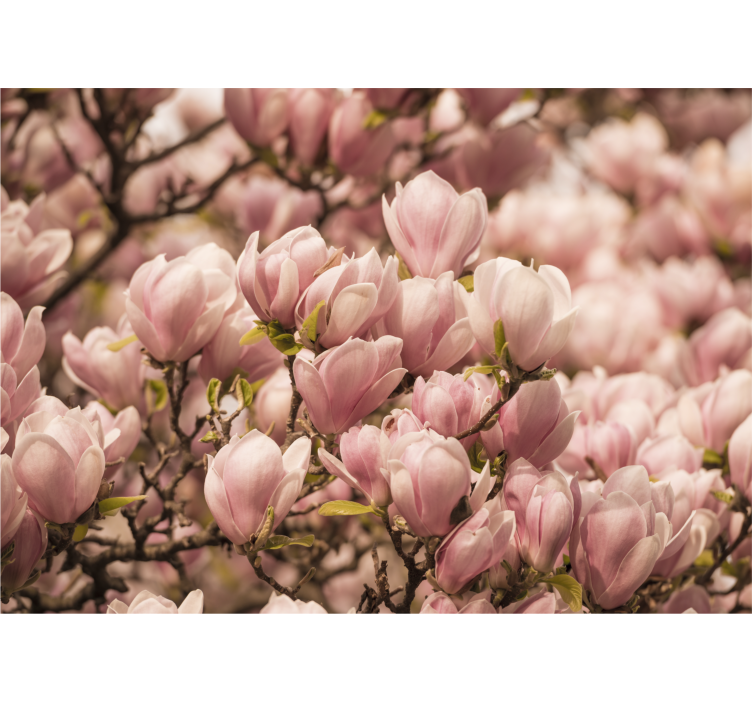Bloeiende magnolia bloemen foto behang - TenStickers