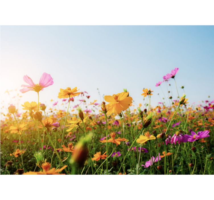 Bloemen foto behang kleurrijke bloeiende flora - TenStickers