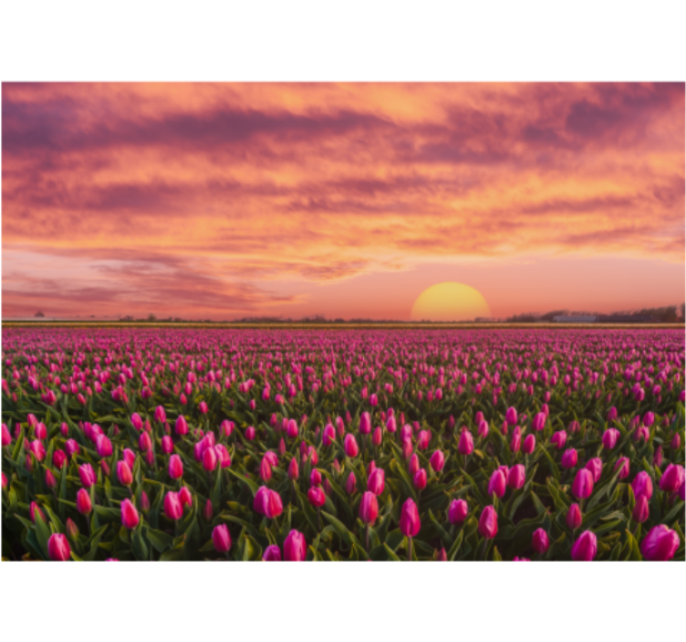 Bloemen foto behang tulpenveld bij zonsondergang - TenStickers