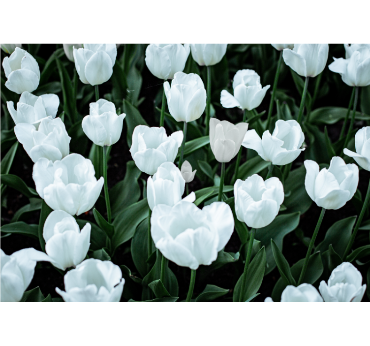 Bloemen foto behang elegante witte tulpen - TenStickers