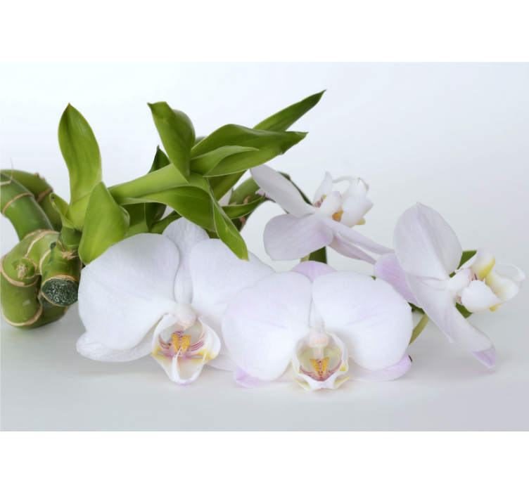 Fotobehang orchideeën elegante orchideeën arrangering - TenStickers