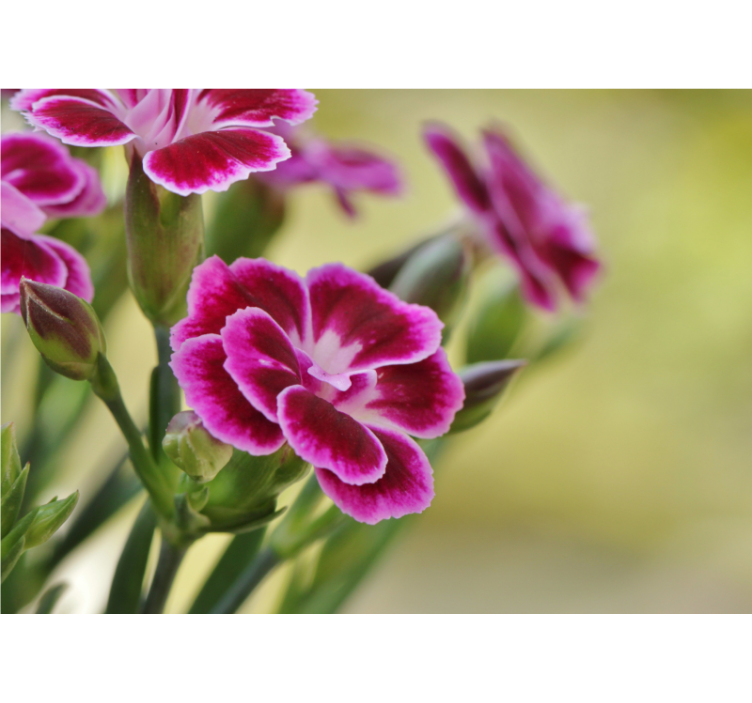 Fotobehang klaprozen bloemenpracht - TenStickers