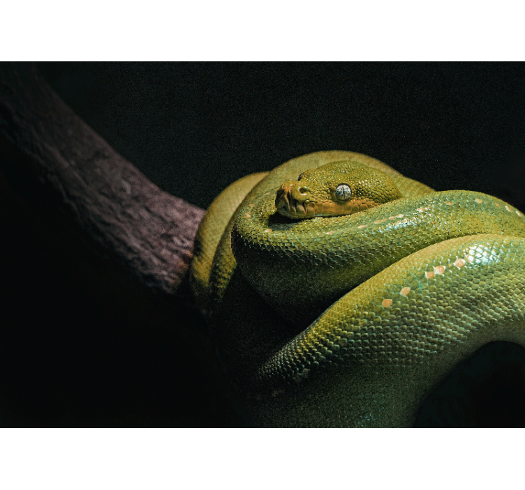 Foto behang dieren smaragdgroene python - TenStickers