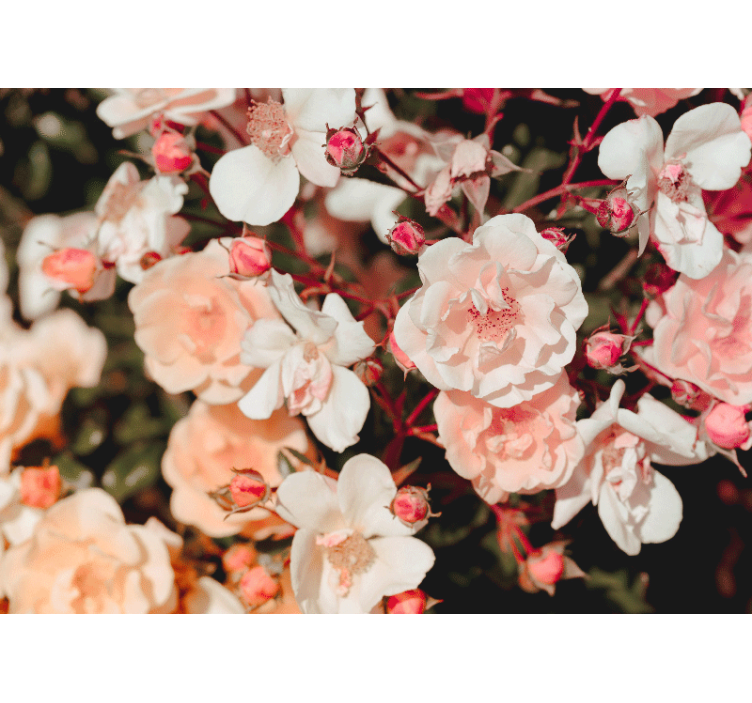 Bloemen foto behang bloeiende rozenblaadjes - TenStickers