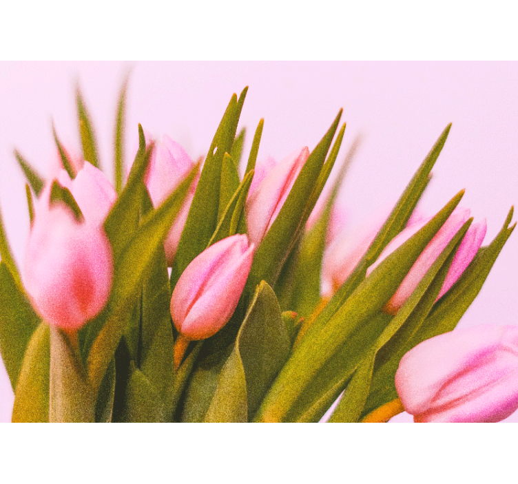 Fotobehang klaprozen pink tulpenbloesems - TenStickers