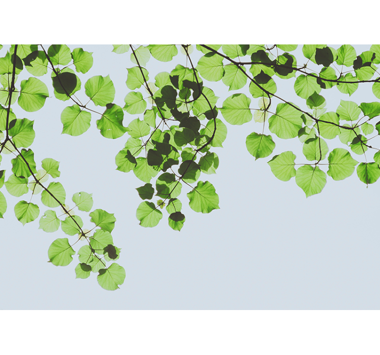 Foto behang bomen bladrijke takkenluifel - TenStickers