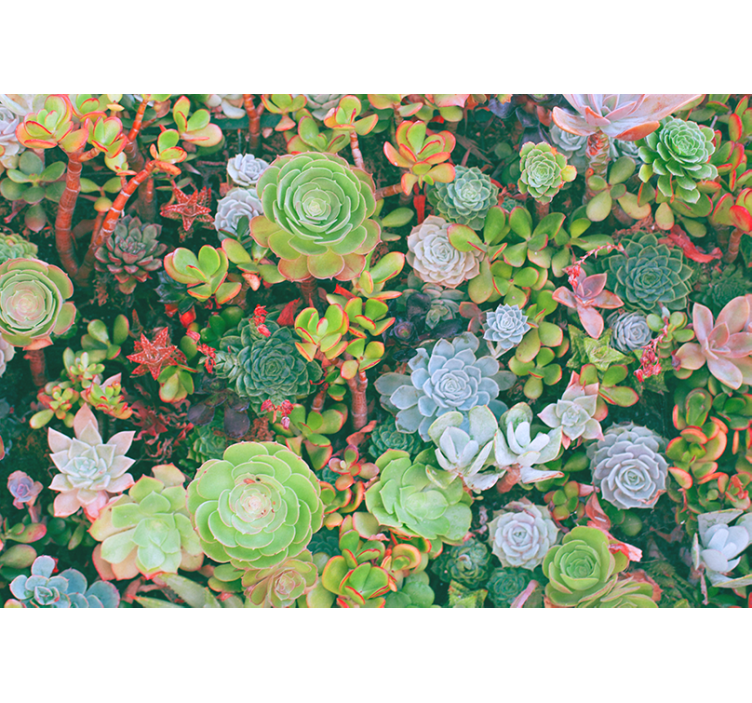 Bloemen foto behang succulenten tuin flora - TenStickers