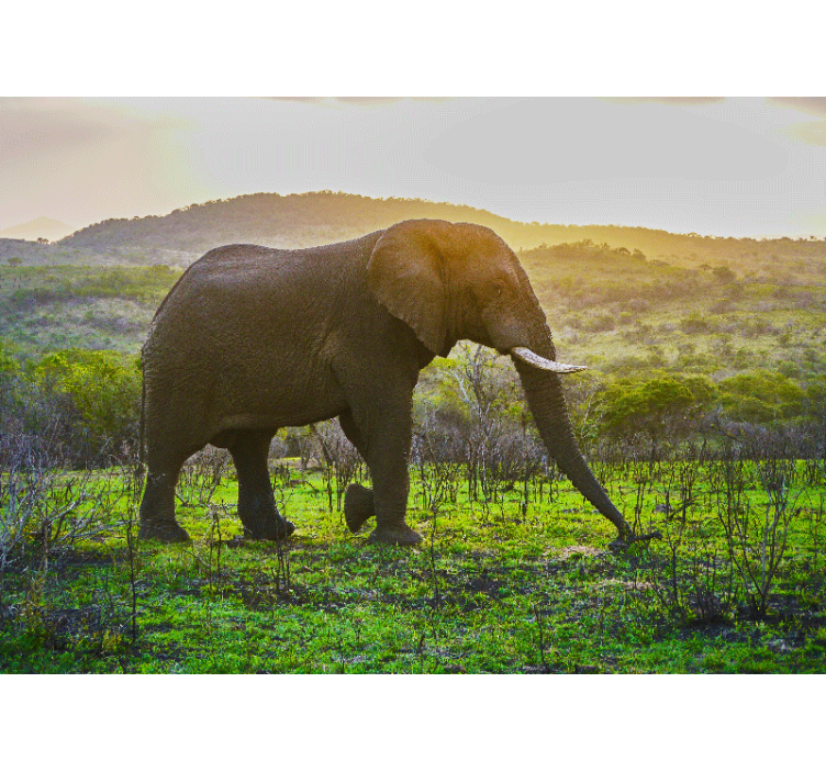 Foto behang dieren majestueus olifantenlandschap - TenStickers