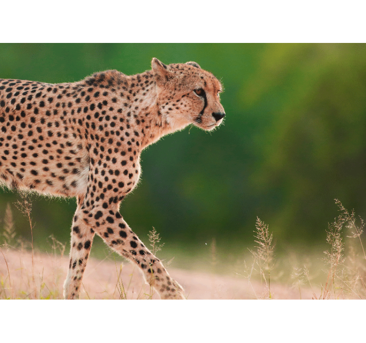 Foto behang dieren cheetah in beweging - TenStickers