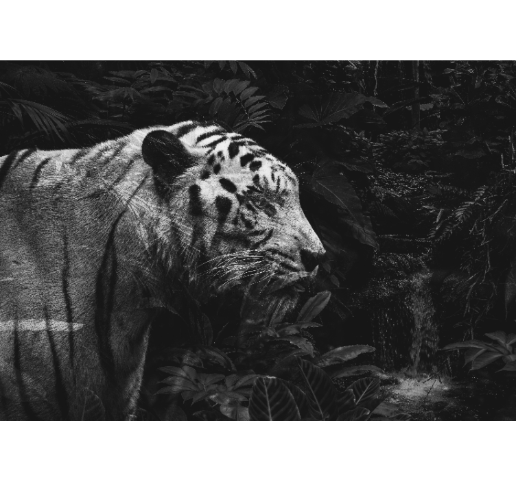 Majestueuze witte tijger foto behang dieren - TenStickers