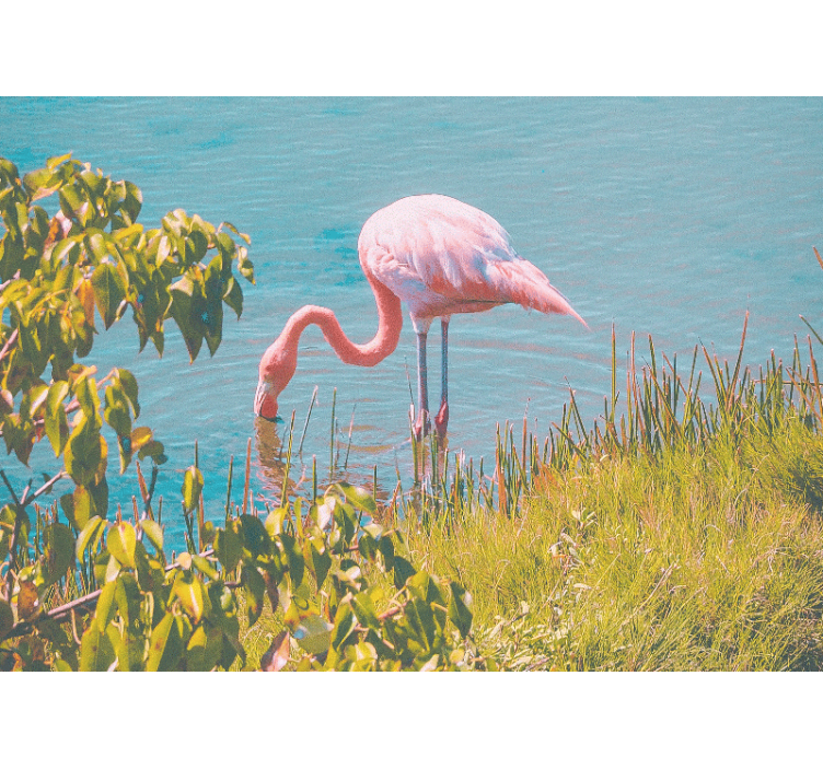 Roze flamingo sereniteit foto behang dieren - TenStickers
