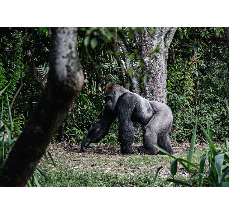 Foto behang dieren majestueuze gorilla wandeling - TenStickers