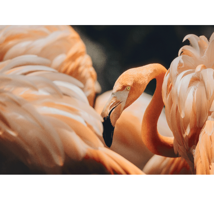 Fotobehang verschillende dieren elegante flamingo scene - TenStickers