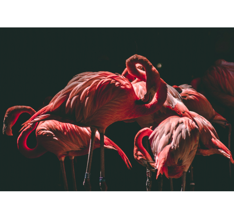 Foto behang dieren flamingo sereniteit - TenStickers