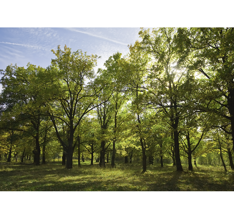 Fotobehang natuur levendig bladerig landschap - TenStickers