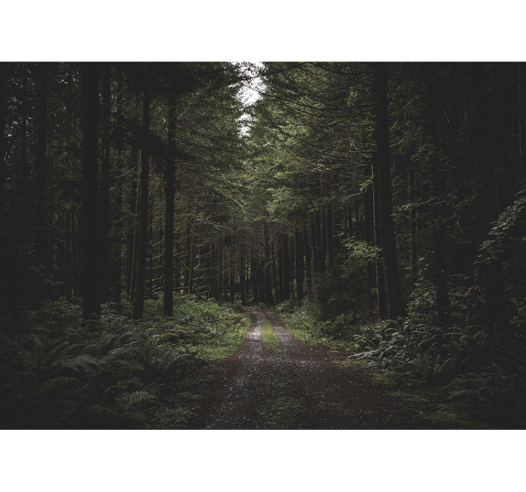 Fotobehang natuur weelderig bospad - TenStickers