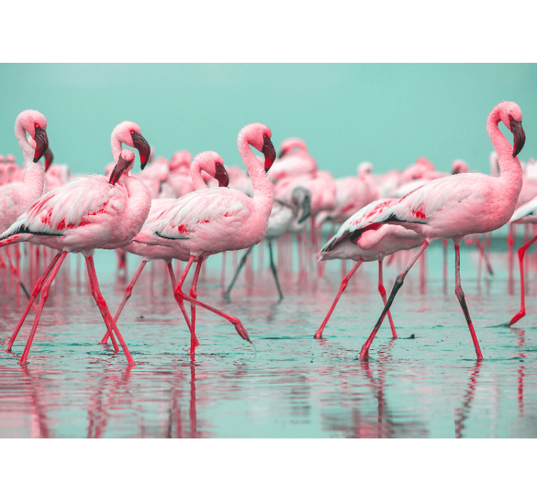 Foto behang dieren flamingo vlok wand - TenStickers