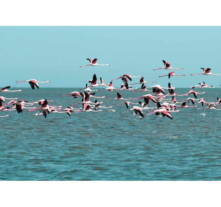Foto behang dieren flamingo's boven water - TenStickers
