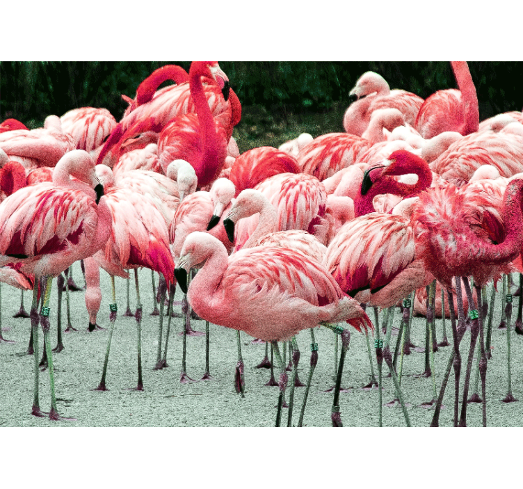 Foto behang dieren flamingo vlock - TenStickers