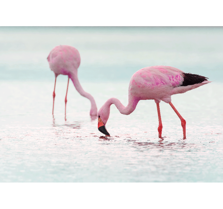 Foto behang dieren flamingo voedingsscène - TenStickers