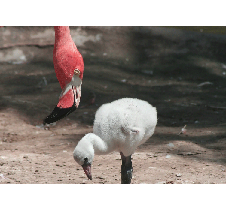 Foto behang dieren flamingo kuiken - TenStickers