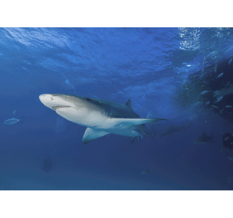 Foto behang dieren majestueuze haai verkenning - TenStickers