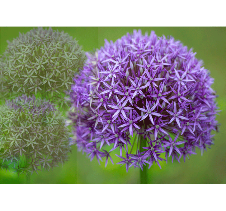 Fotobehang klaprozen paarse bloemsamenstelling - TenStickers