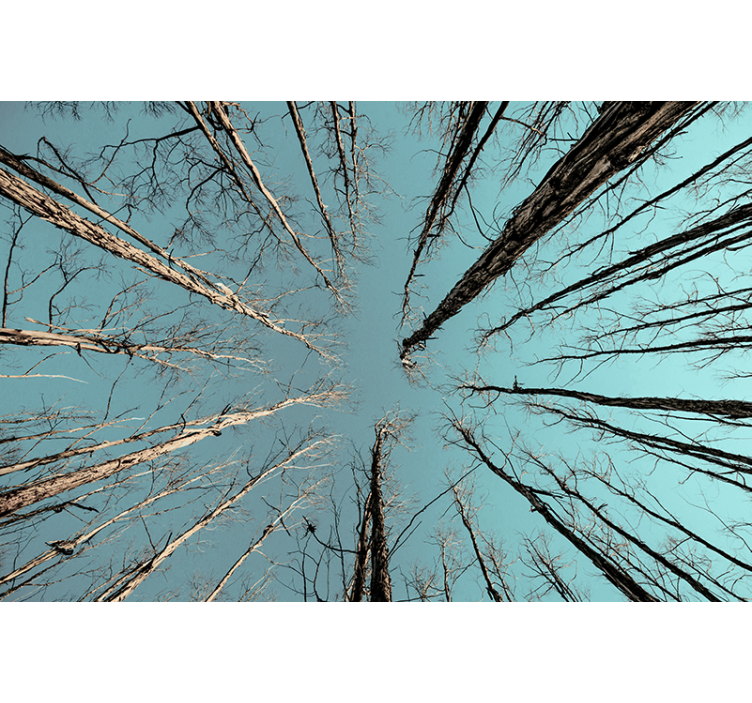 Foto behang bomen die de lucht raken - TenStickers