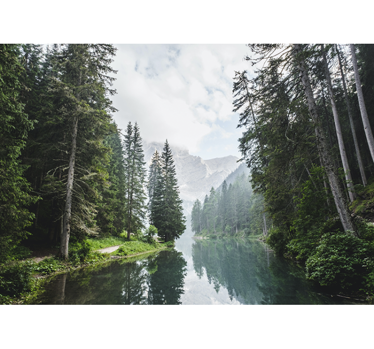 Fototapet landschap vredig bos echo - TenStickers